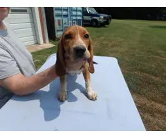 13 weeks old Beagle puppies for sale - 3