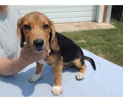 13 weeks old Beagle puppies for sale - 6