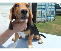 13 weeks old Beagle puppies for sale - 8