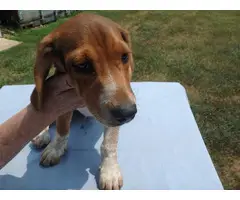 13 weeks old Beagle puppies for sale - 9
