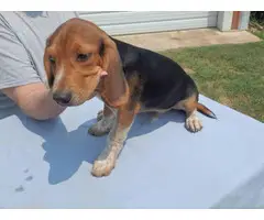 13 weeks old Beagle puppies for sale - 10