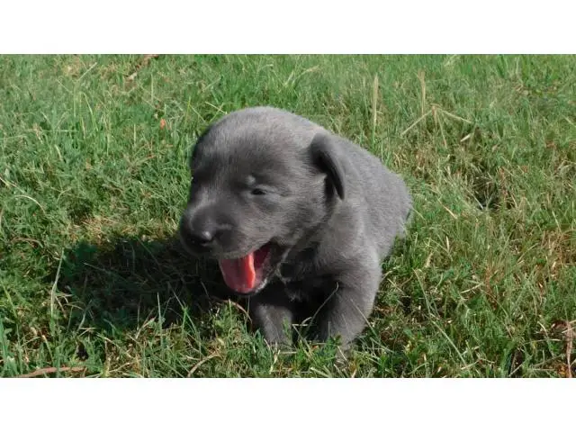 AKC Charcoal Labrador Retriever Puppies - 1/11