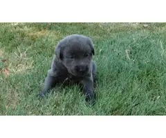 AKC Charcoal Labrador Retriever Puppies - 2