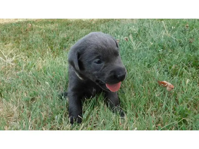AKC Charcoal Labrador Retriever Puppies - 4/11