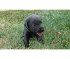 AKC Charcoal Labrador Retriever Puppies - 4