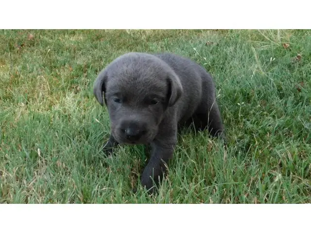 AKC Charcoal Labrador Retriever Puppies - 5/11