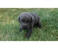 AKC Charcoal Labrador Retriever Puppies - 5
