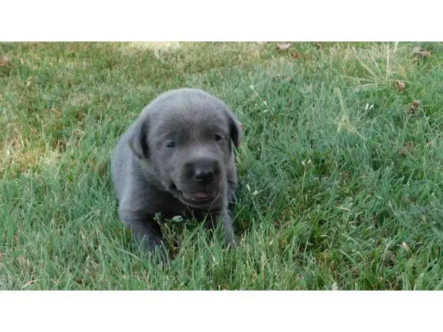AKC Charcoal Labrador Retriever Puppies - 6/11