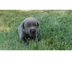 AKC Charcoal Labrador Retriever Puppies - 6