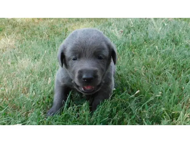 AKC Charcoal Labrador Retriever Puppies - 7/11