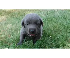 AKC Charcoal Labrador Retriever Puppies - 7