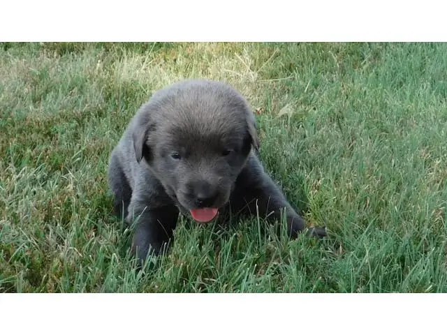 AKC Charcoal Labrador Retriever Puppies - 8/11