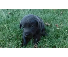 AKC Charcoal Labrador Retriever Puppies - 9