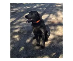 AKC Charcoal Labrador Retriever Puppies - 11