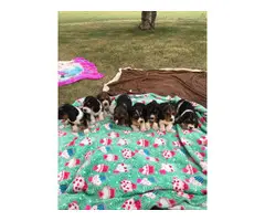 Purebred Basset Hound Puppies looking for homes