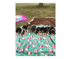 Purebred Basset Hound Puppies looking for homes - 2