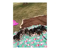 Purebred Basset Hound Puppies looking for homes - 3