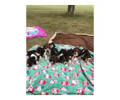 Purebred Basset Hound Puppies looking for homes - 4