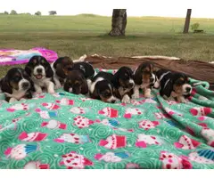 Purebred Basset Hound Puppies looking for homes - 5