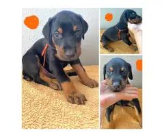 AKC registered Doberman Puppies for Sale