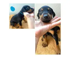 AKC registered Doberman Puppies for Sale - 2