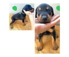 AKC registered Doberman Puppies for Sale - 3
