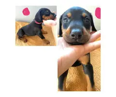 AKC registered Doberman Puppies for Sale - 4