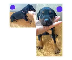 AKC registered Doberman Puppies for Sale - 5