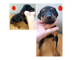 AKC registered Doberman Puppies for Sale - 6