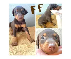 AKC registered Doberman Puppies for Sale - 7