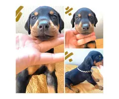 AKC registered Doberman Puppies for Sale - 8