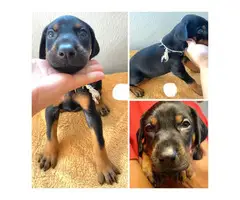 AKC registered Doberman Puppies for Sale - 9
