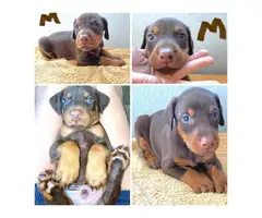AKC registered Doberman Puppies for Sale - 10