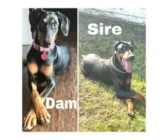 AKC registered Doberman Puppies for Sale - 11