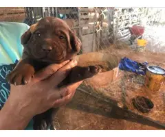 Chocolate and black Lab Puppies for sale - 1