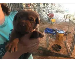 Chocolate and black Lab Puppies for sale - 2