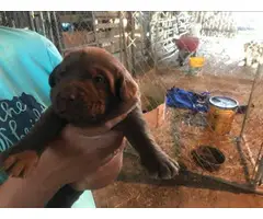 Chocolate and black Lab Puppies for sale - 3