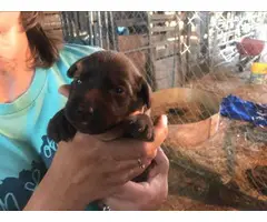 Chocolate and black Lab Puppies for sale - 4