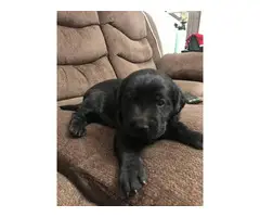 Chocolate and black Lab Puppies for sale - 5