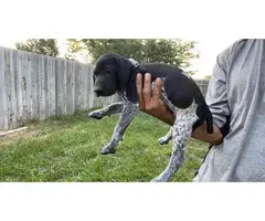 5 German Shorthaired Pointers available - 3