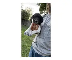 5 German Shorthaired Pointers available - 4
