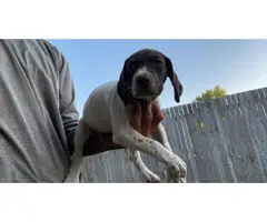 5 German Shorthaired Pointers available - 7