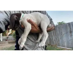 5 German Shorthaired Pointers available - 8