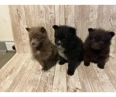 3 sweet male baby boy Pomeranian puppies for sale