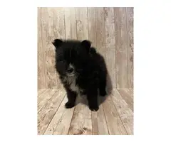 3 sweet male baby boy Pomeranian puppies for sale - 2