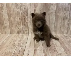 3 sweet male baby boy Pomeranian puppies for sale - 3