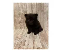 3 sweet male baby boy Pomeranian puppies for sale - 4