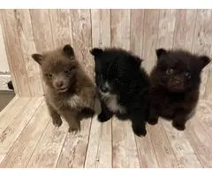 3 sweet male baby boy Pomeranian puppies for sale - 5