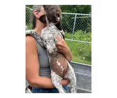 5 German Shorthaired Pointer puppies for sale - 2