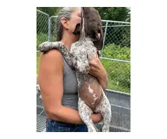 5 German Shorthaired Pointer puppies for sale - 4